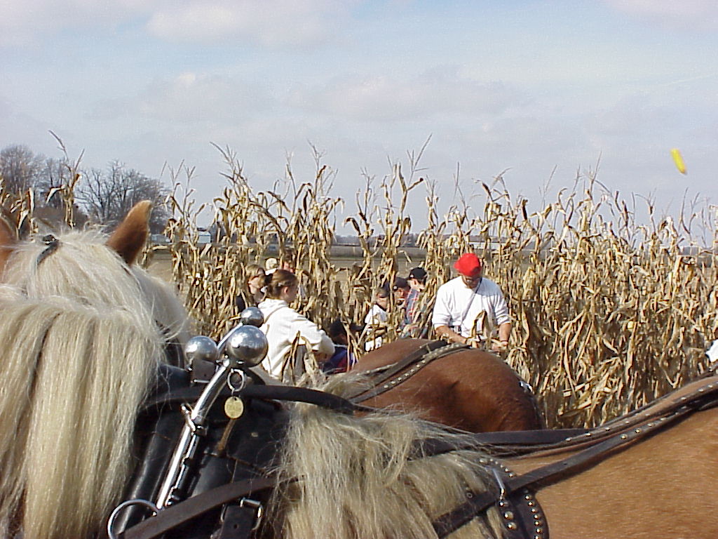 CornHarvest00-42