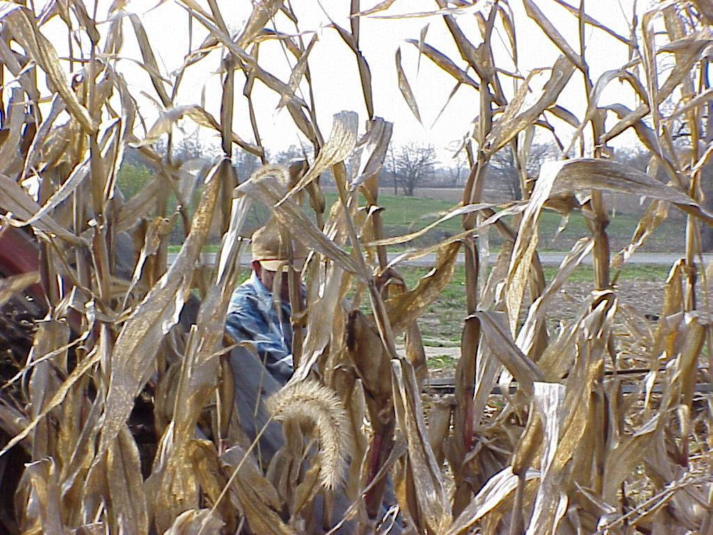 CornHarvest00-48