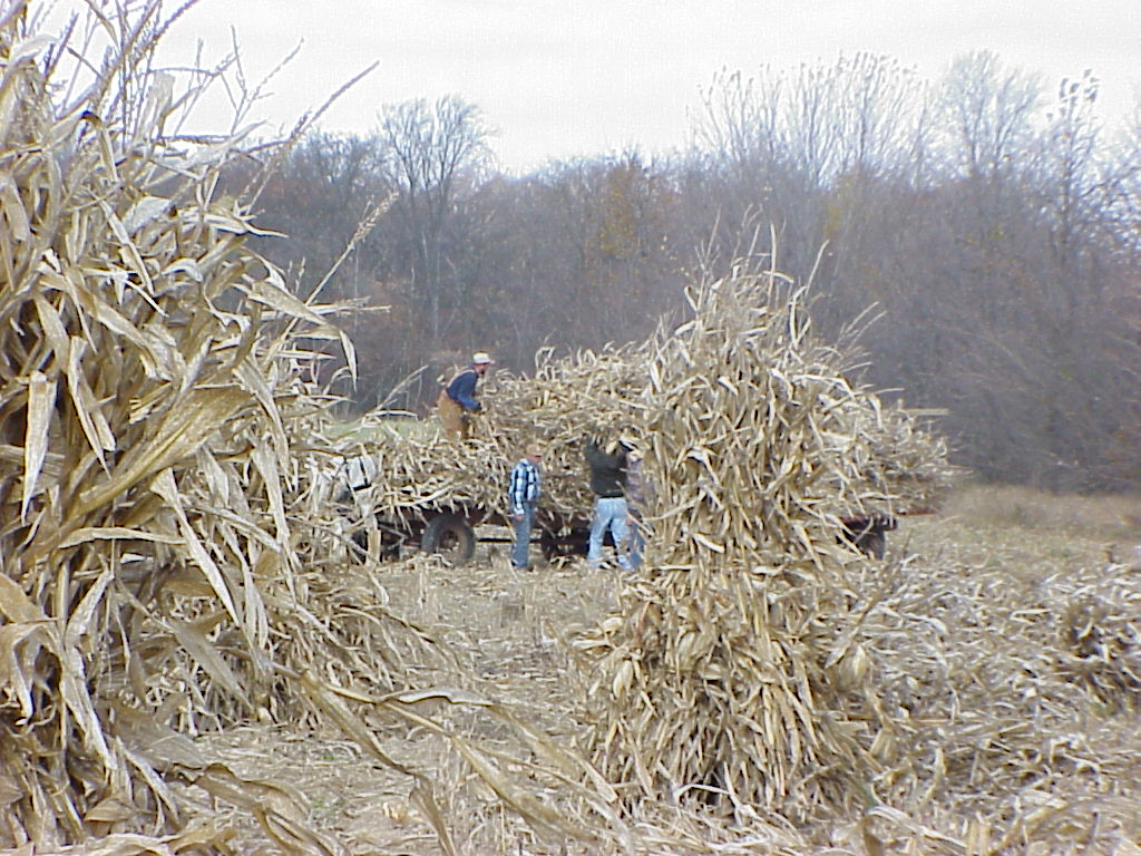 CornHarvest00-54
