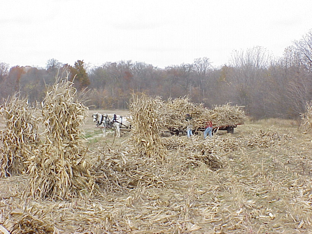 CornHarvest00-55