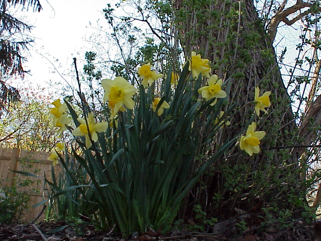 SpringFlowers05