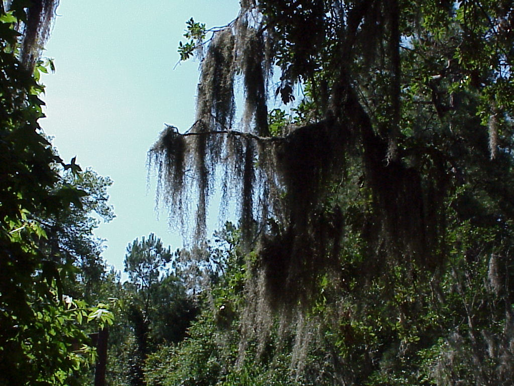 DavisBayouAreaNationalSeashore02