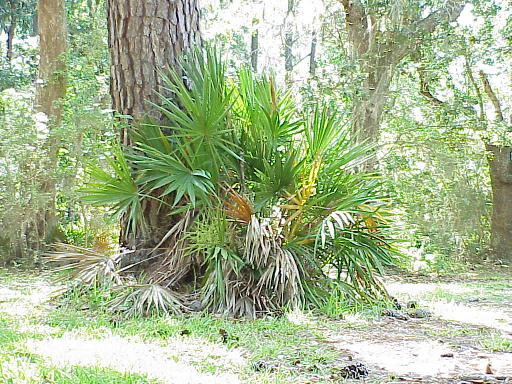 DavisBayouAreaNationalSeashore06