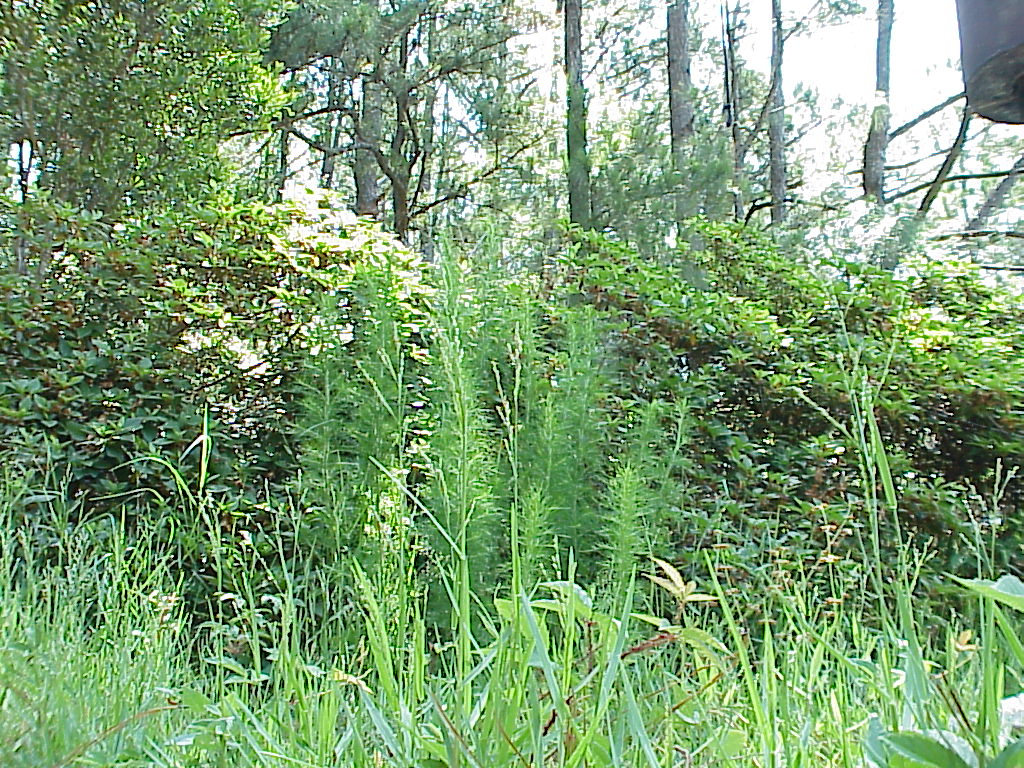 DavisBayouAreaNationalSeashore08