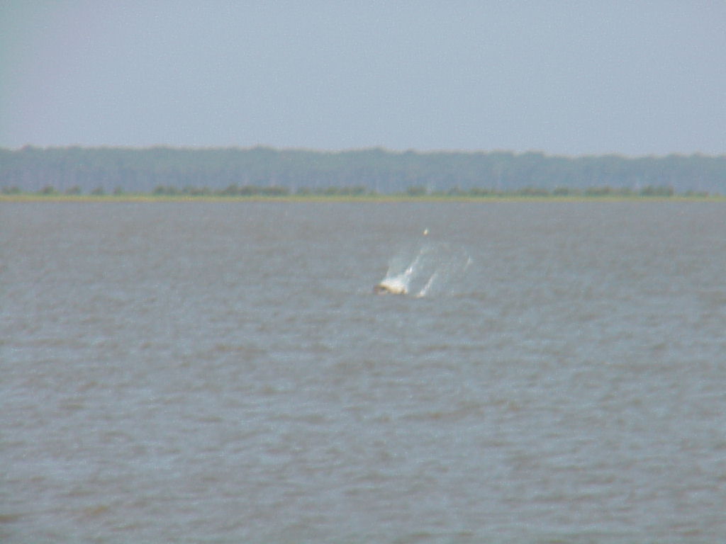 DavisBayouAreaNationalSeashore13