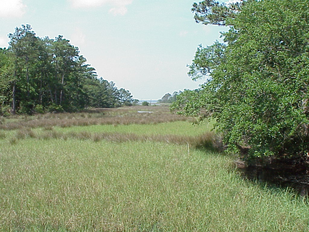 DavisBayouAreaNationalSeashore21