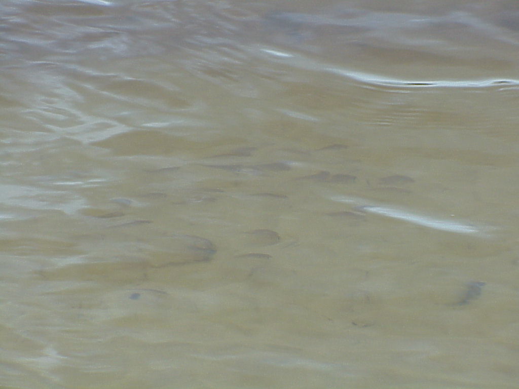 vac2002 006-Ochlockonee River