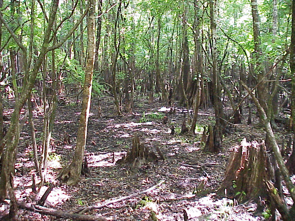 vac2002 017-Manatee Springs