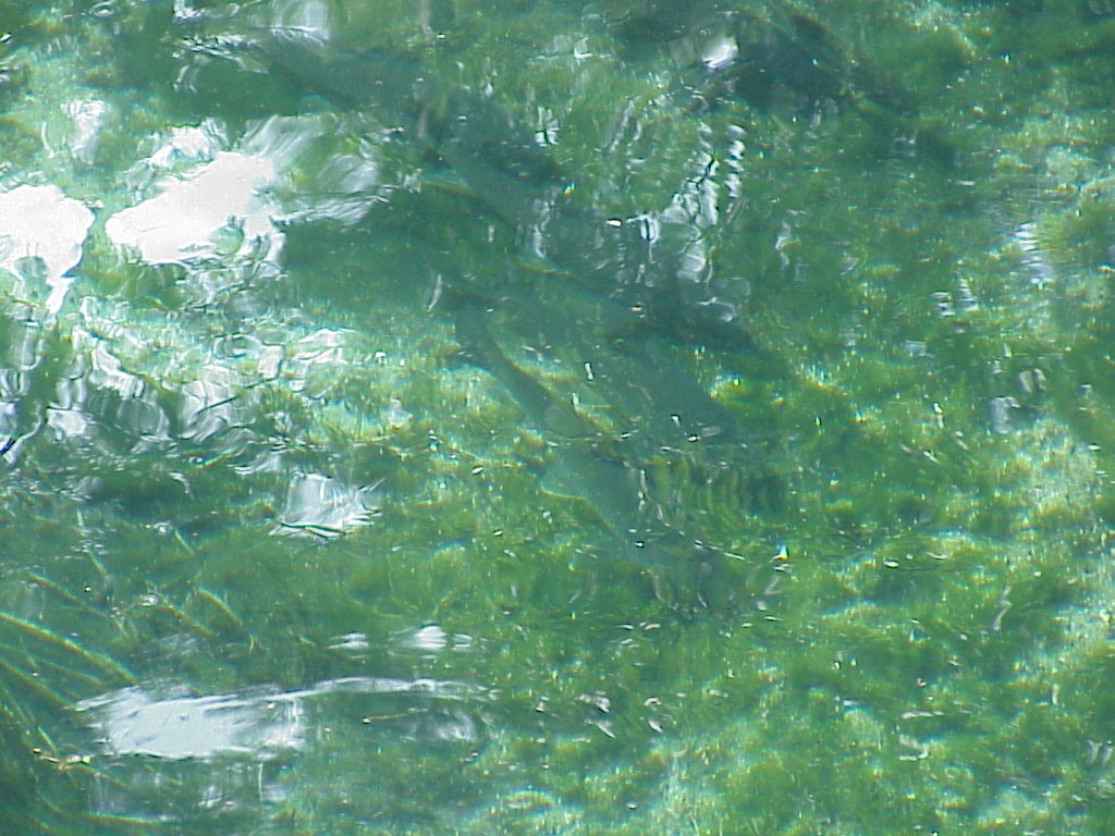 vac2002 019-Manatee Springs