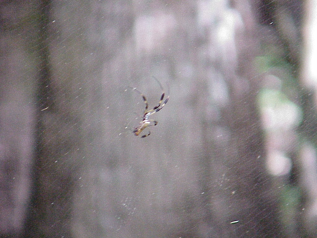 vac2002 020-Manatee Springs