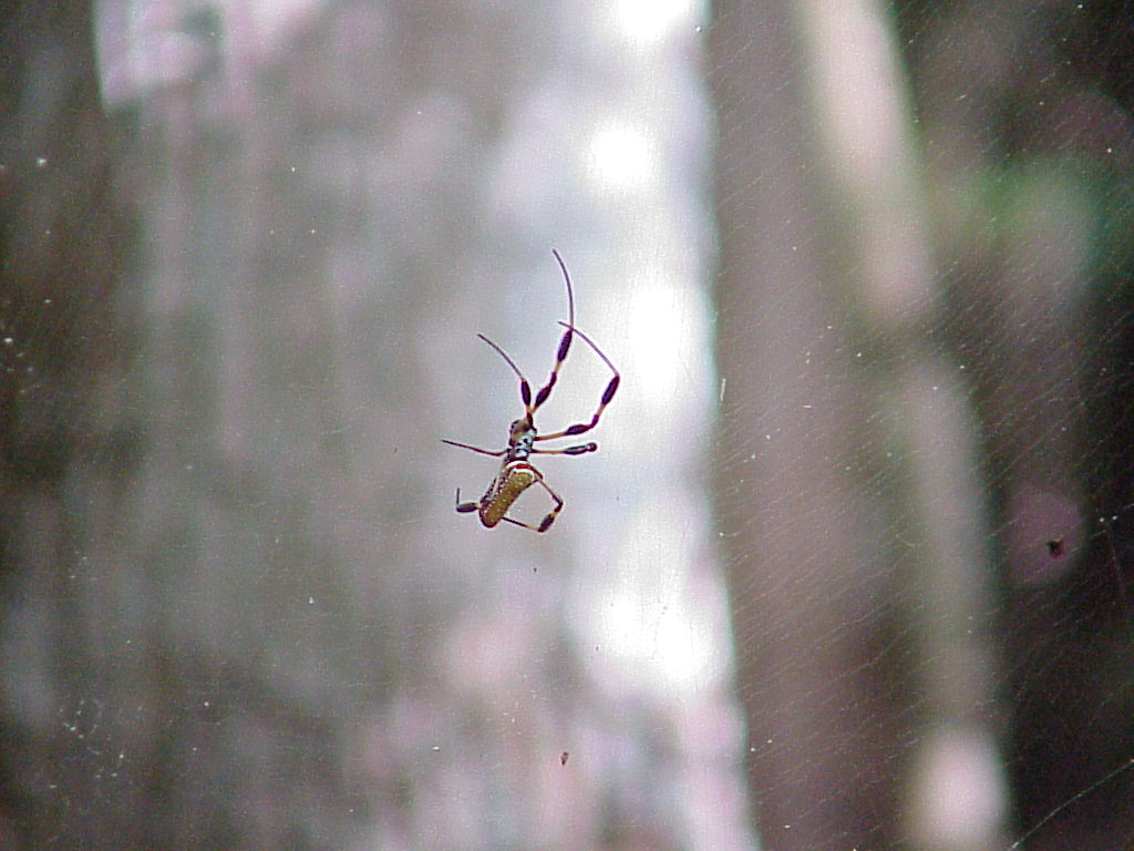 vac2002 021-Manatee Springs
