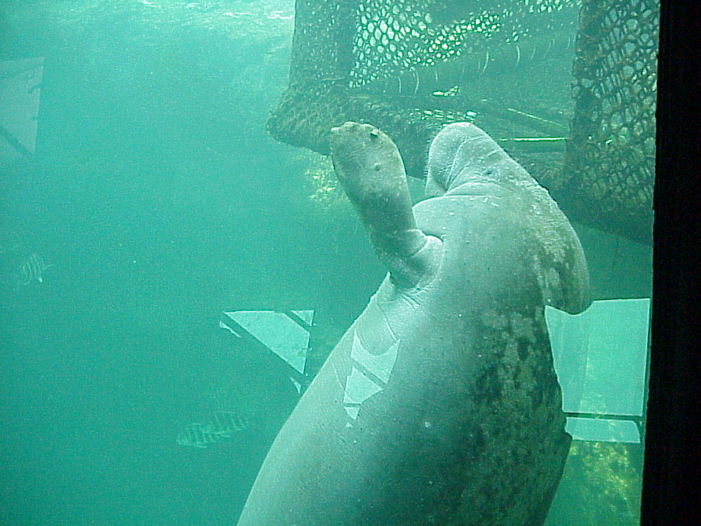 vac2002 032-Homosassa Springs