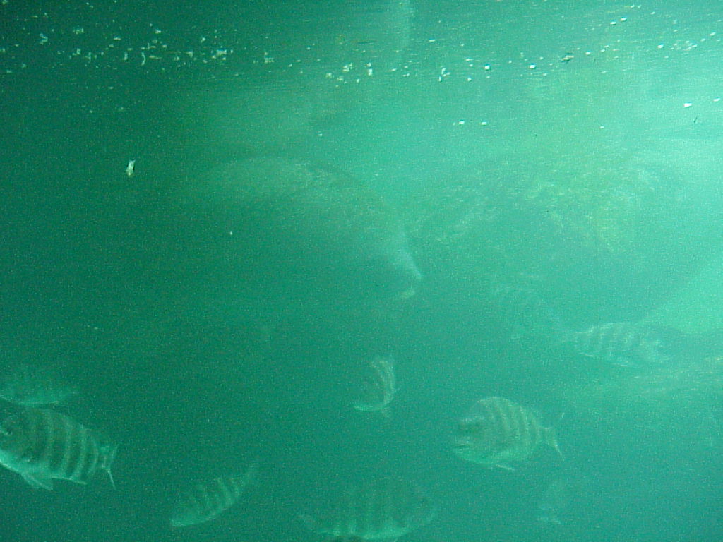 vac2002 033-Homosassa Springs