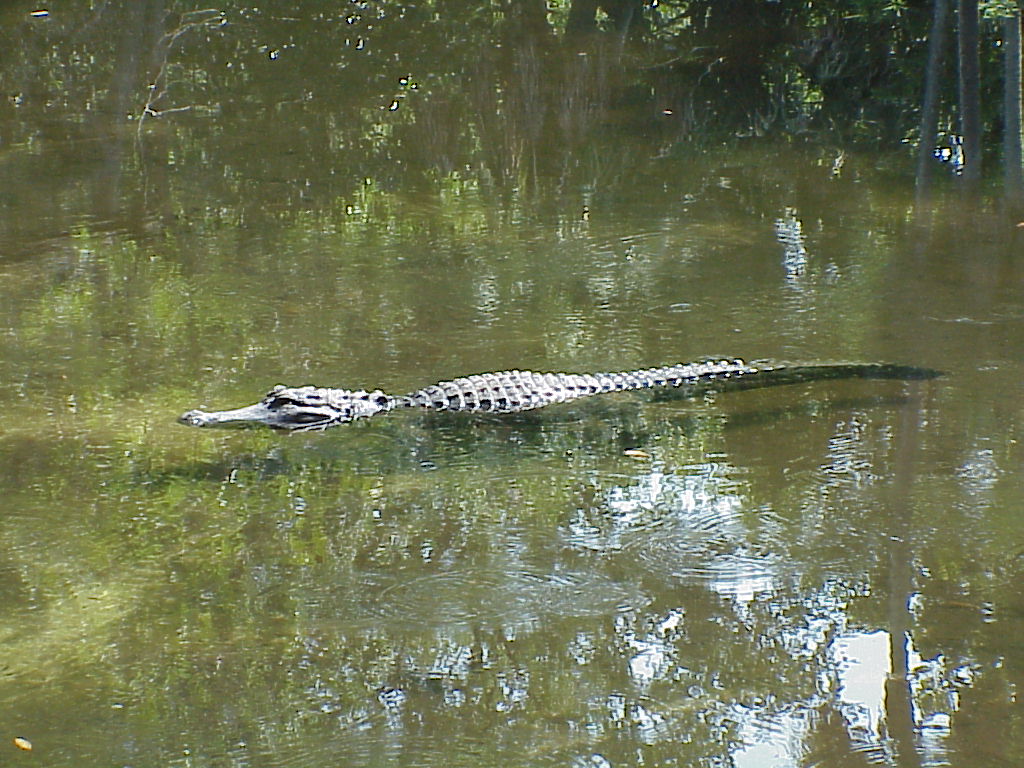 vac2002 041-Homosassa Springs