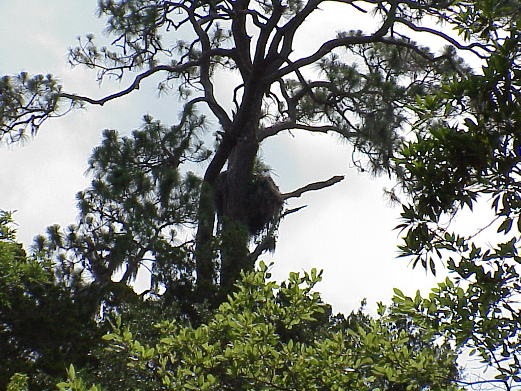 vac2002 045-Homosassa Springs