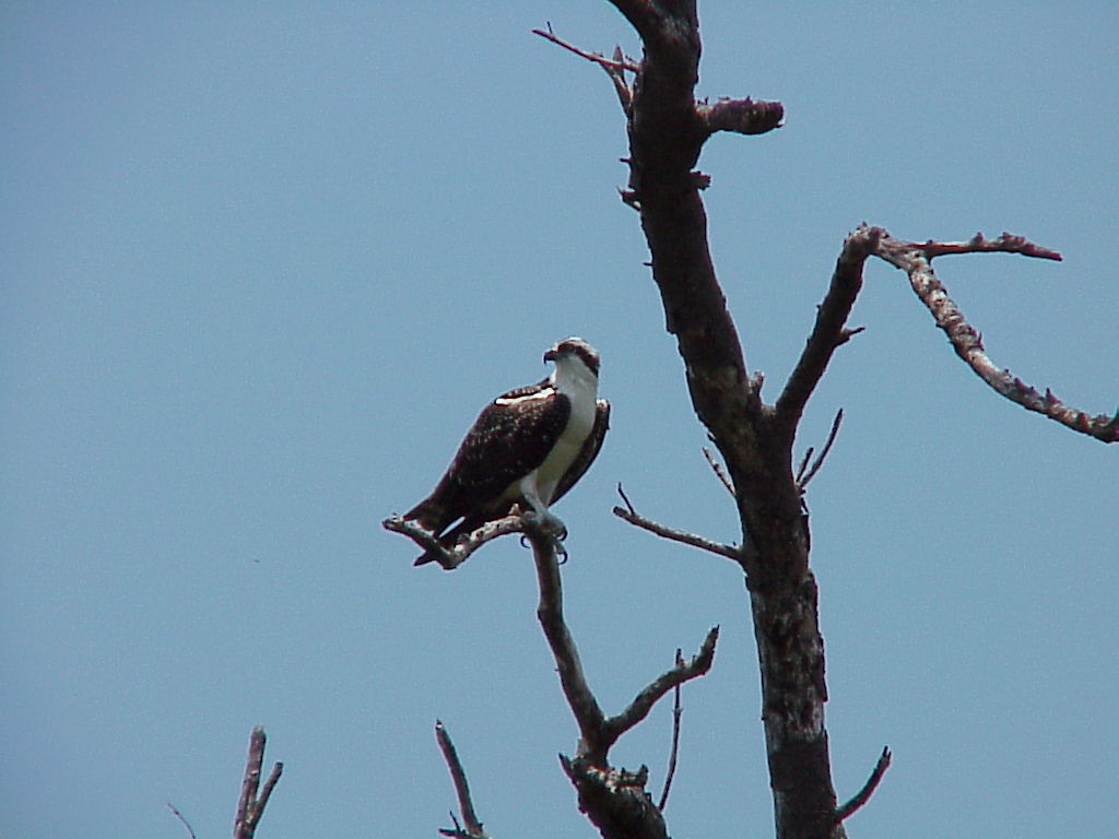 vac2002 068-Everglades City