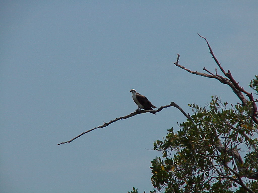 vac2002 073-Everglades City