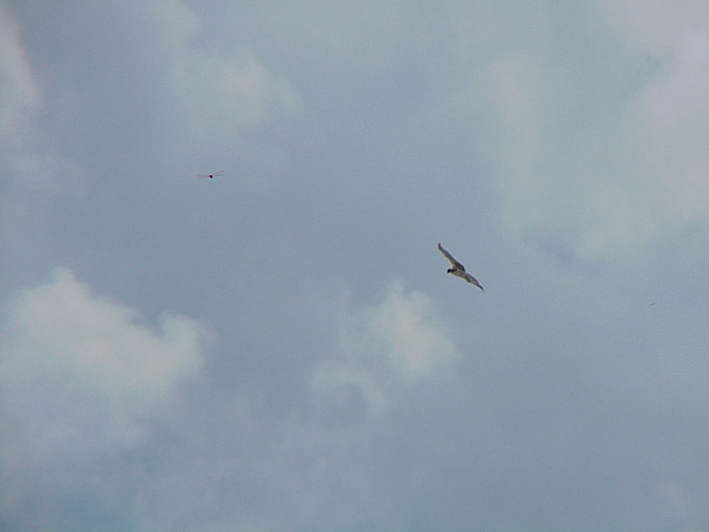 vac2002 074-Everglades City