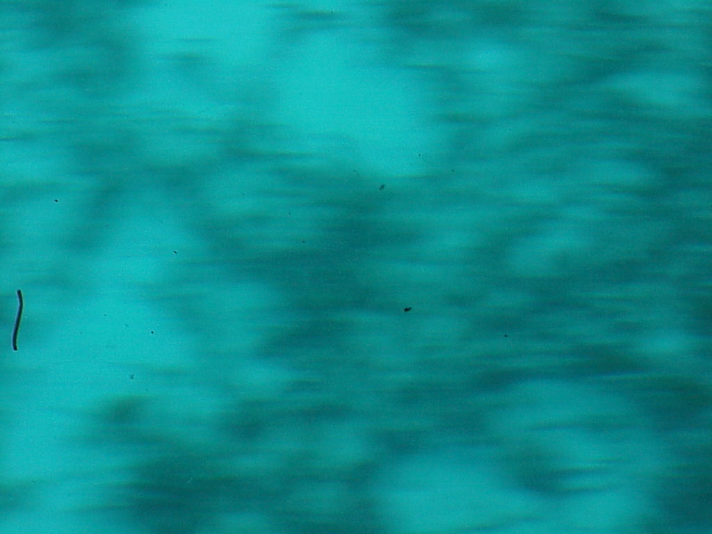 vac2002 081-Glass Bottom Boat