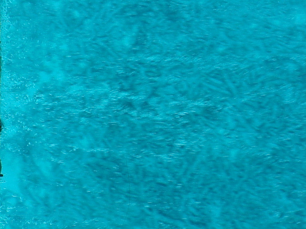 vac2002 083-Glass Bottom Boat