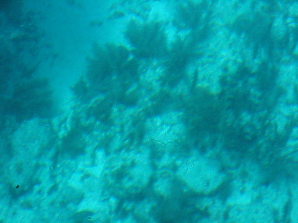 vac2002 086-Glass Bottom Boat