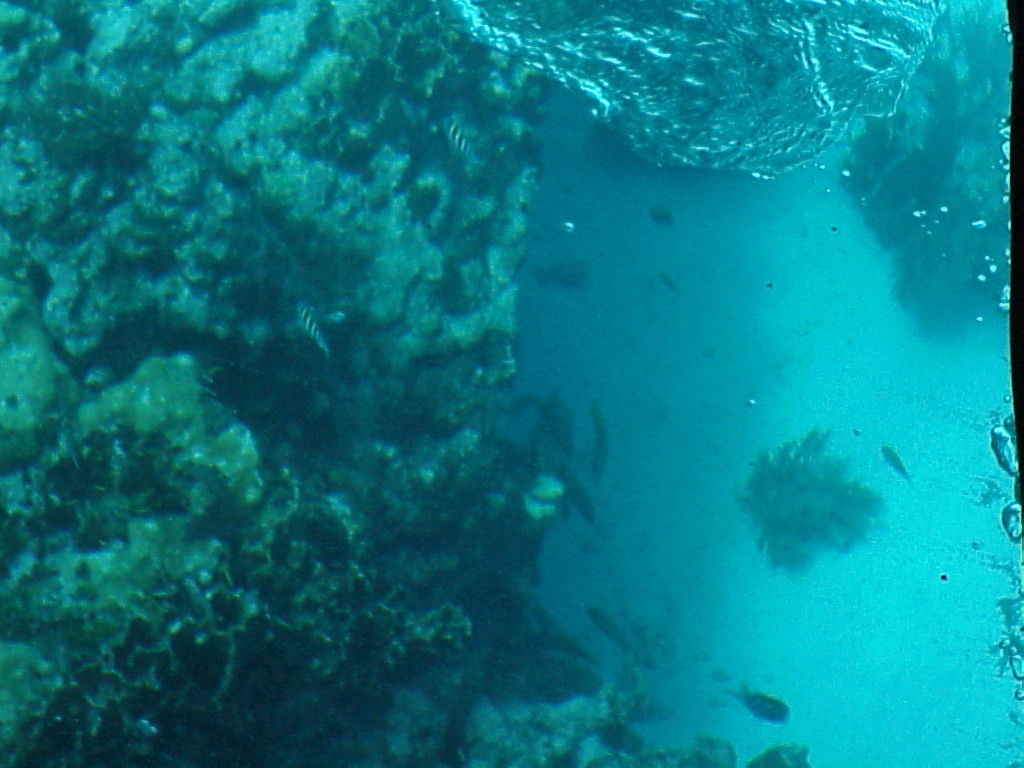 vac2002 088-Glass Bottom Boat