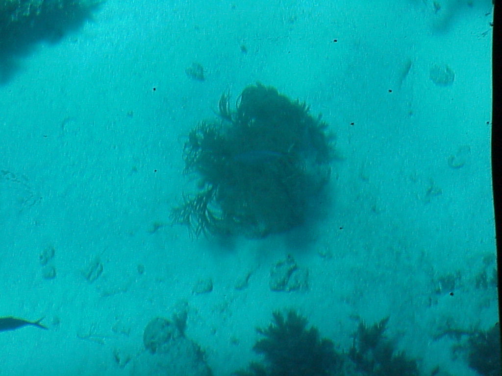 vac2002 112-Glass Bottom Boat