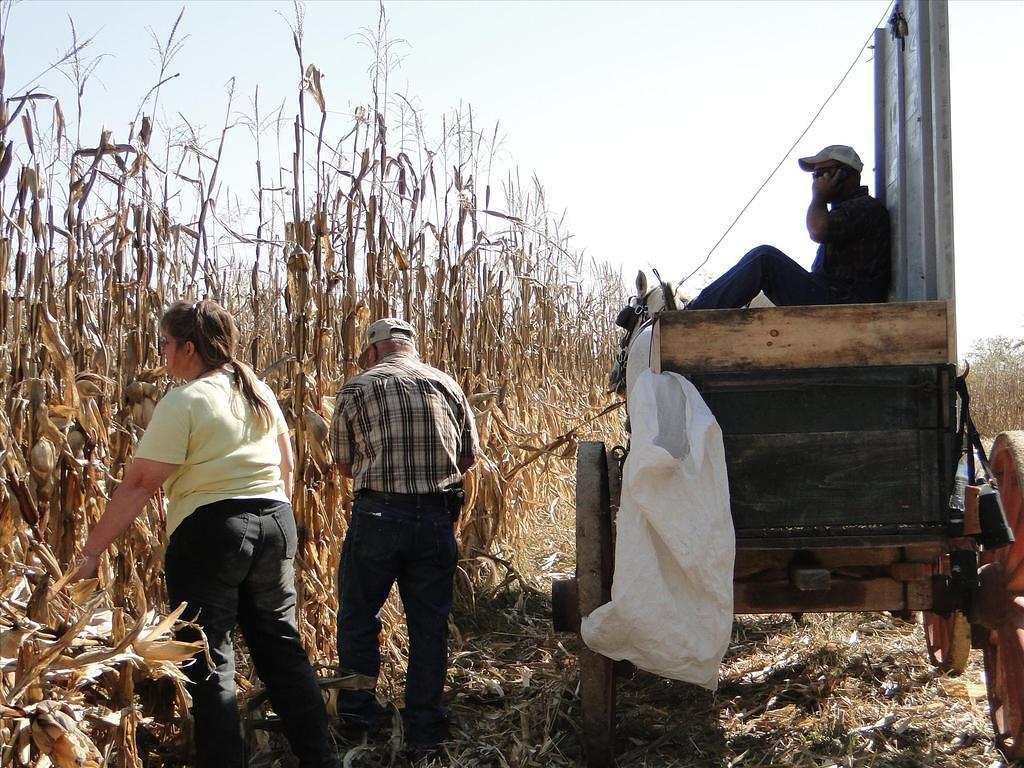CornHusking084