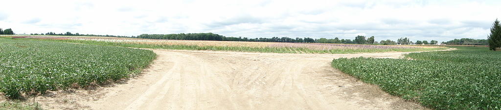 HoneyMoon65-gladiola