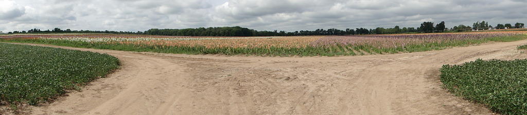 HoneyMoon66-gladiola