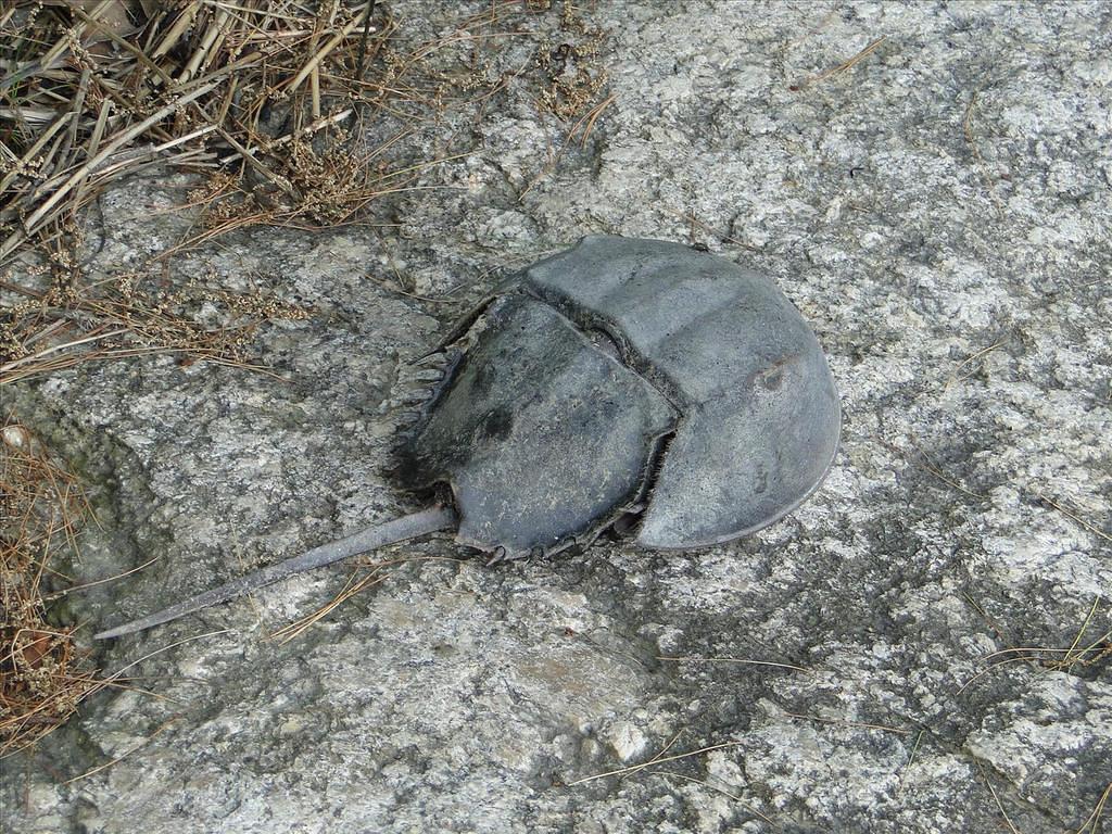 Maine202-GreatSaltBayFarm