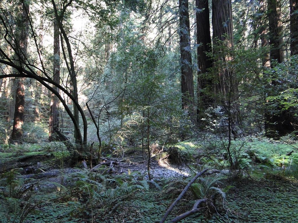 MuirWoods11