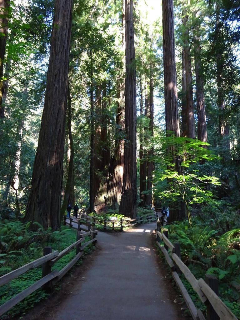 MuirWoods20