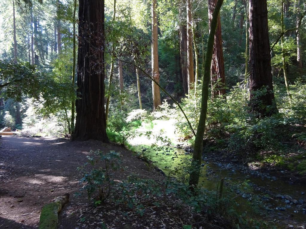 MuirWoods38
