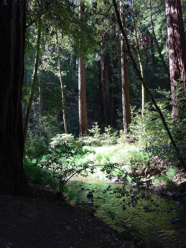 MuirWoods39