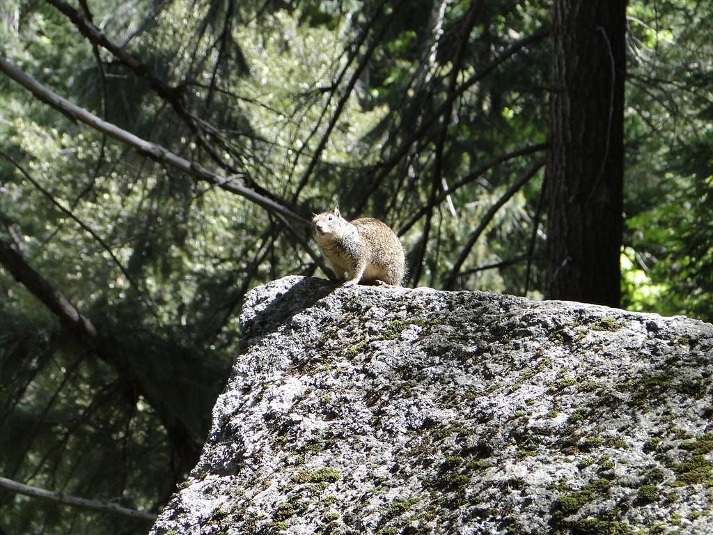 Vernal-NevadaFalls15