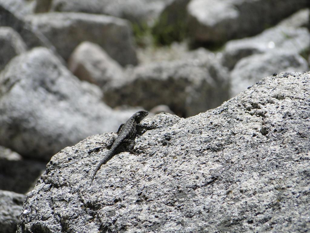 Vernal-NevadaFalls86