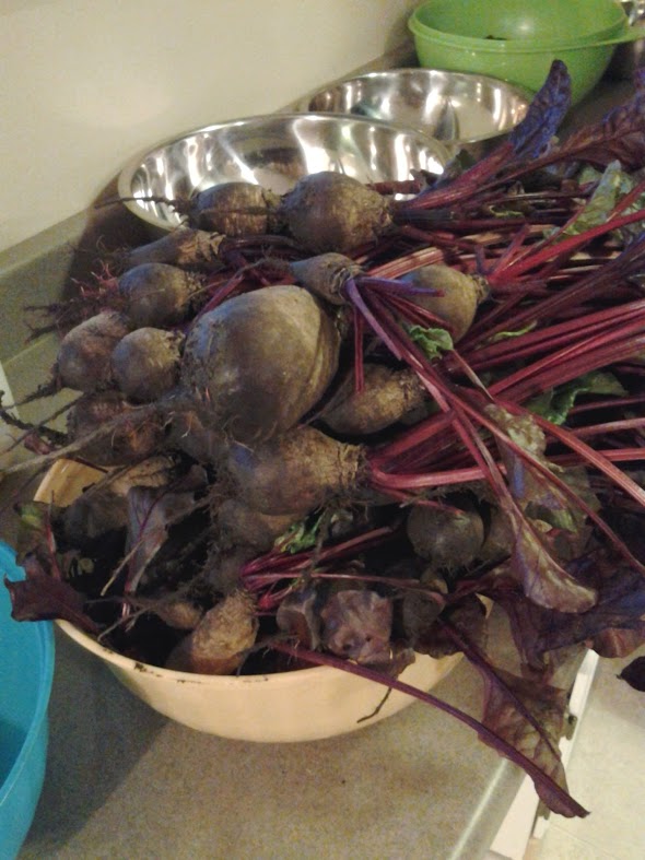 beets