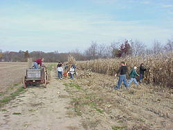 CornHarvest00-31