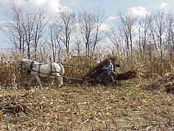 CornHarvest00-39