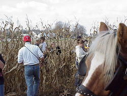 CornHarvest00-44