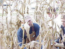 CornHarvest00-45