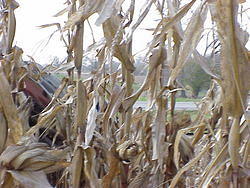 CornHarvest00-47