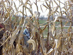 CornHarvest00-48