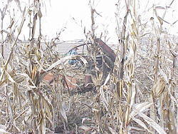 CornHarvest00-50