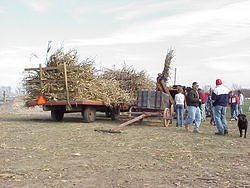 CornHarvest00-59