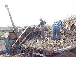 CornHarvest00-72