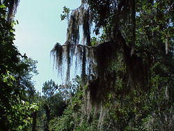 DavisBayouAreaNationalSeashore02