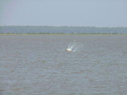 DavisBayouAreaNationalSeashore13