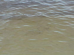 vac2002 007-Ochlockonee River